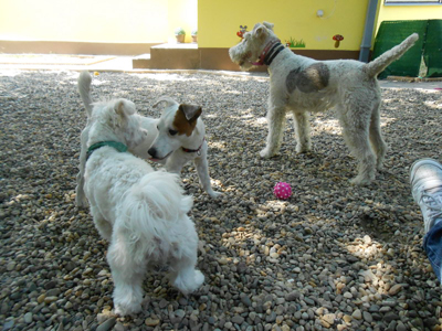 GOLDEN PETS Dog kennel, boarding for dogs Belgrade - Photo 1