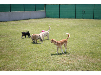 MISONNY DOG HOTEL & SPA Dog kennel, boarding for dogs Belgrade - Photo 2
