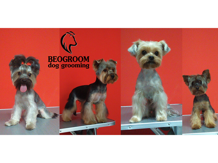 BEOGROOM - DOG GROOMING Saloni za kućne ljubimce, šišanje pasa Beograd - Slika 8