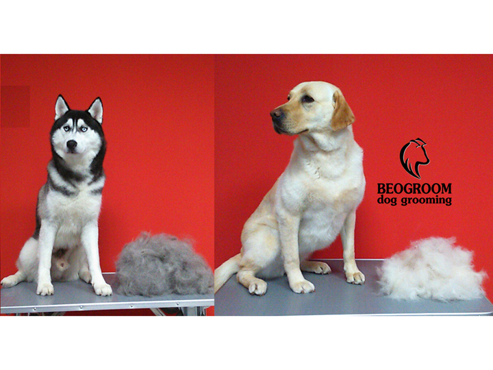 BEOGROOM - DOG GROOMING Saloni za kućne ljubimce, šišanje pasa Beograd - Slika 9