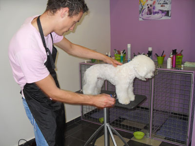 FASHION GROOM Pet salon, dog grooming Belgrade - Photo 3