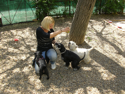 GOLDEN PETS Pet salon, dog grooming Belgrade - Photo 2