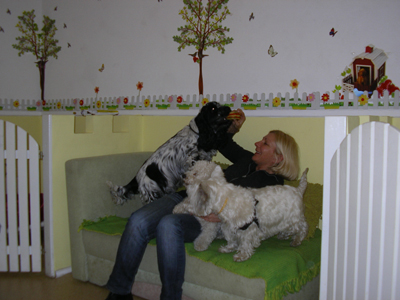 GOLDEN PETS Pet salon, dog grooming Belgrade - Photo 4