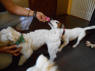 GOLDEN PETS Pet salon, dog grooming Belgrade - Photo 5