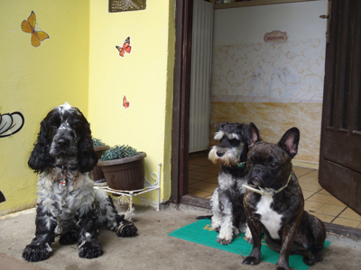 GOLDEN PETS Pet salon, dog grooming Belgrade - Photo 8