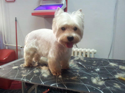 SALON ZA PSE ZVRK Pet salon, dog grooming Belgrade - Photo 3