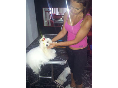SALON ZA PSE ZVRK Pet salon, dog grooming Belgrade - Photo 5
