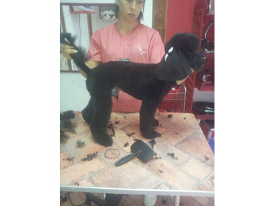 SALON ZA PSE ZVRK Pet salon, dog grooming Belgrade - Photo 6