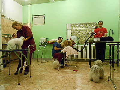 BEAUTY CARE AND DOG HAIRCUT MISS LILLY Pet salon, dog grooming Belgrade - Photo 3