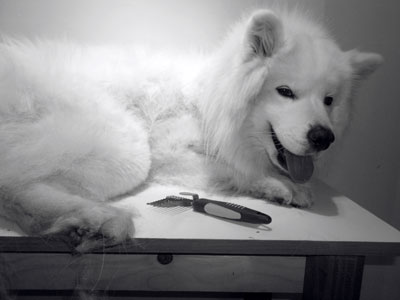 LA TERRIER Pet salon, dog grooming Belgrade - Photo 1