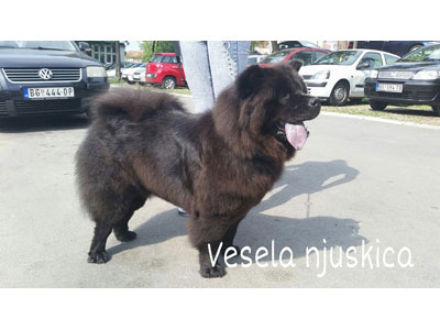 VESELA NJUSKICA Pets, pet shop Belgrade - Photo 1