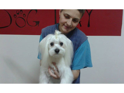 DOG DAY DOGS HAIRCUT SALON Pet salon, dog grooming Belgrade - Photo 1