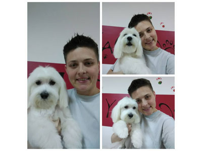 DOG DAY DOGS HAIRCUT SALON Pet salon, dog grooming Belgrade - Photo 11