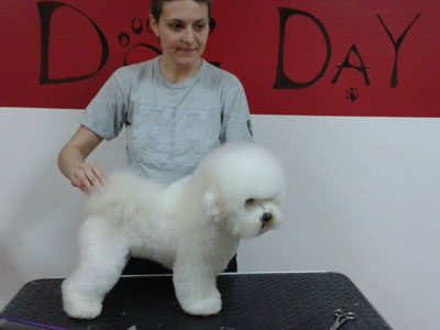 DOG DAY DOGS HAIRCUT SALON Pet salon, dog grooming Belgrade - Photo 5