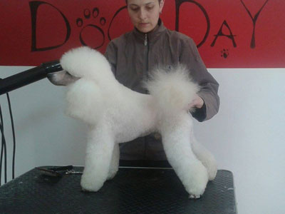 DOG DAY DOGS HAIRCUT SALON Pet salon, dog grooming Belgrade - Photo 6