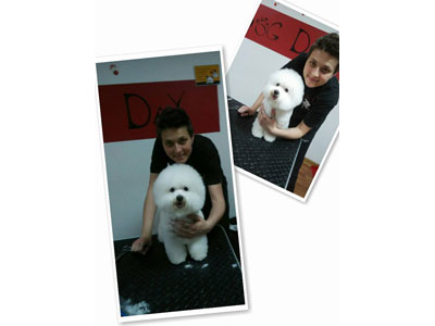 DOG DAY DOGS HAIRCUT SALON Pet salon, dog grooming Belgrade - Photo 9