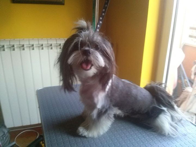 H&H GROOMING SALON Pet salon, dog grooming Belgrade - Photo 1
