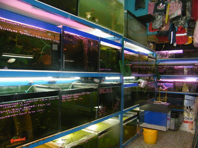 PET SHOP LAVALEX Aquarium shops Belgrade - Photo 1