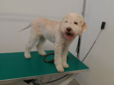 LOLA CAT AND DOG GROOMING SALON Pet salon, dog grooming Belgrade - Photo 4