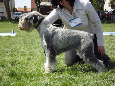 LOLA CAT AND DOG GROOMING SALON Pet salon, dog grooming Belgrade - Photo 7