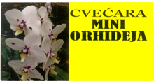 MINI ORHIDEJA FLOWER SHOP