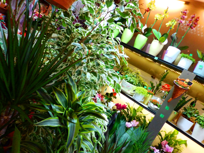 MULTIFLORA Flowers, flower shops Belgrade - Photo 3