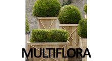 MULTIFLORA - Cveće, cvećare Beograd - Slika logo 
