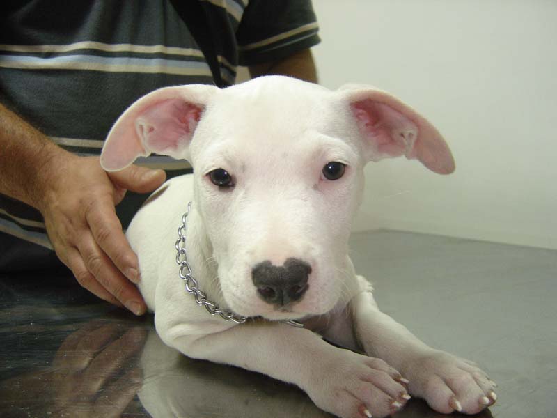 Photo 2 - VETERINARY AMBULANCE FOR PETS PET LAND Pet salon, dog grooming Belgrade