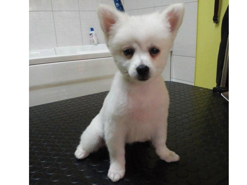 BEO DOG- DOGS HAIRCUT SALON Pet salon, dog grooming Belgrade - Photo 3