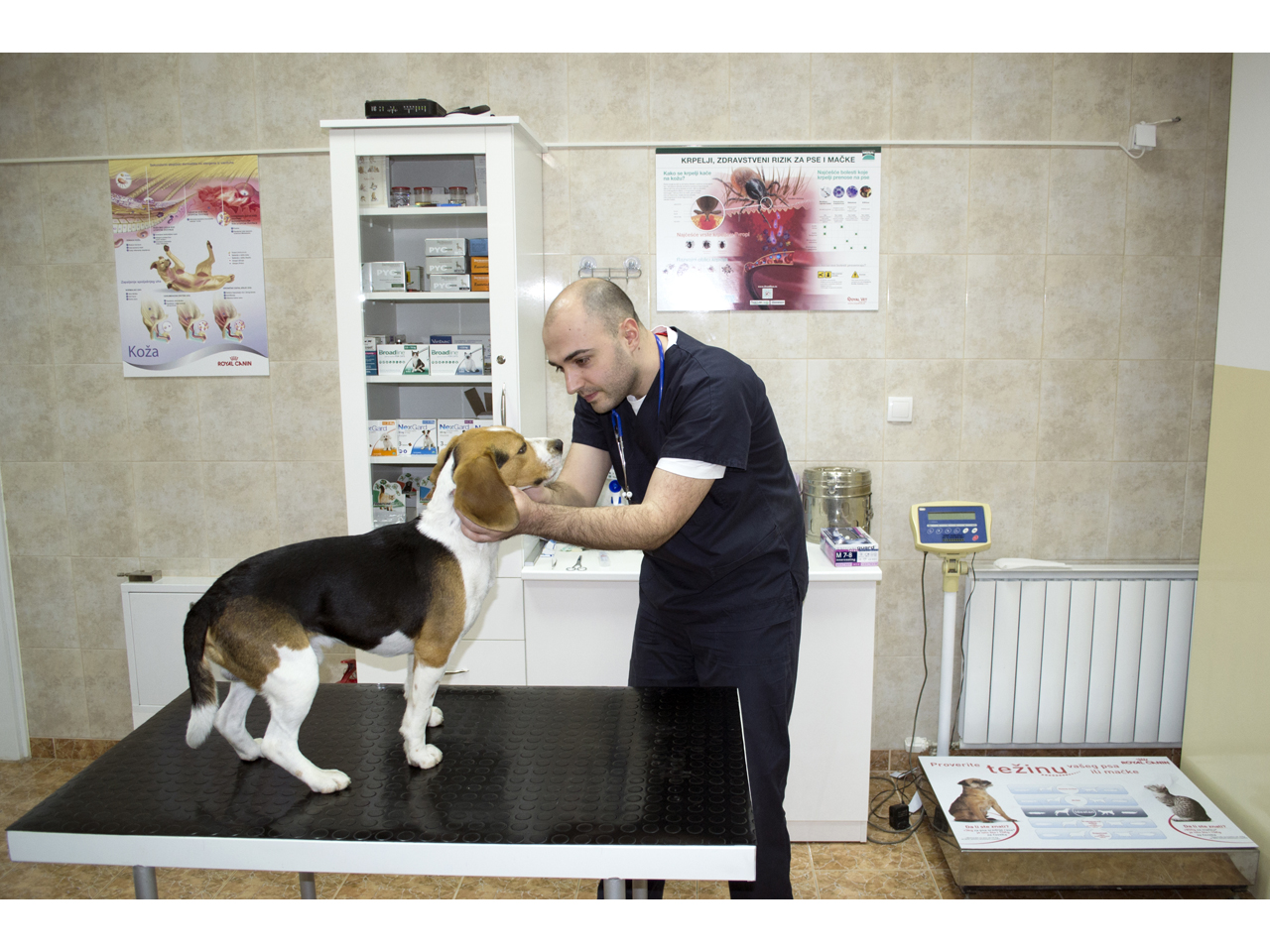BELI OČNJAK VET Veterinarske ordinacije, veterinari Beograd