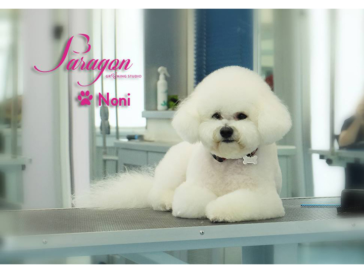 GROOMING STUDIO PARAGON Pet salon, dog grooming Belgrade - Photo 2