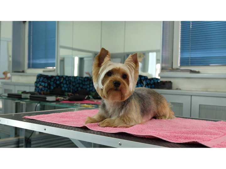 GROOMING STUDIO PARAGON Pet salon, dog grooming Belgrade - Photo 3