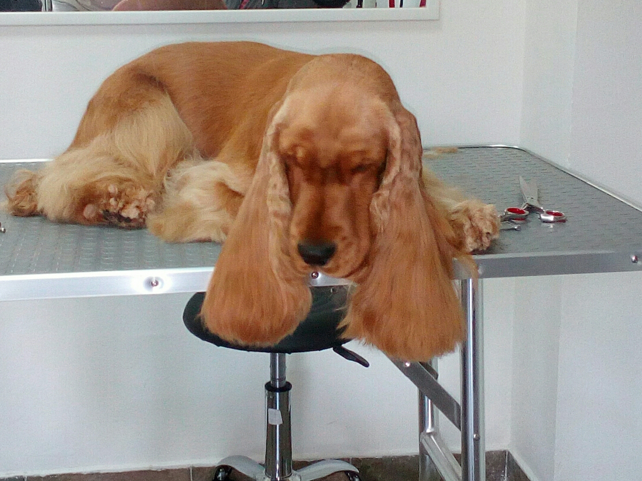 Photo 4 - 01 KUCA I MACA GROOMING SALON FOR DOGS AND CATS AND EDUCATION Pet salon, dog grooming Belgrade