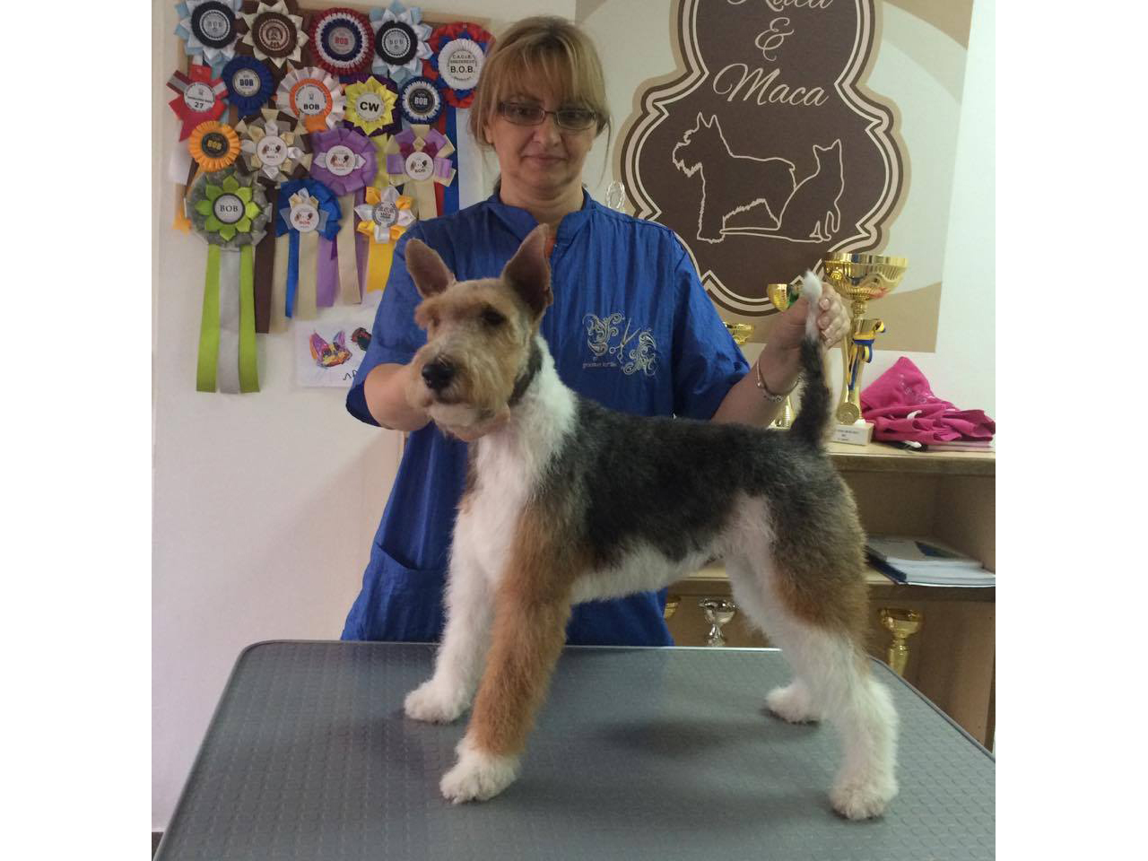 Photo 7 - 01 KUCA I MACA GROOMING SALON FOR DOGS AND CATS AND EDUCATION Pet salon, dog grooming Belgrade