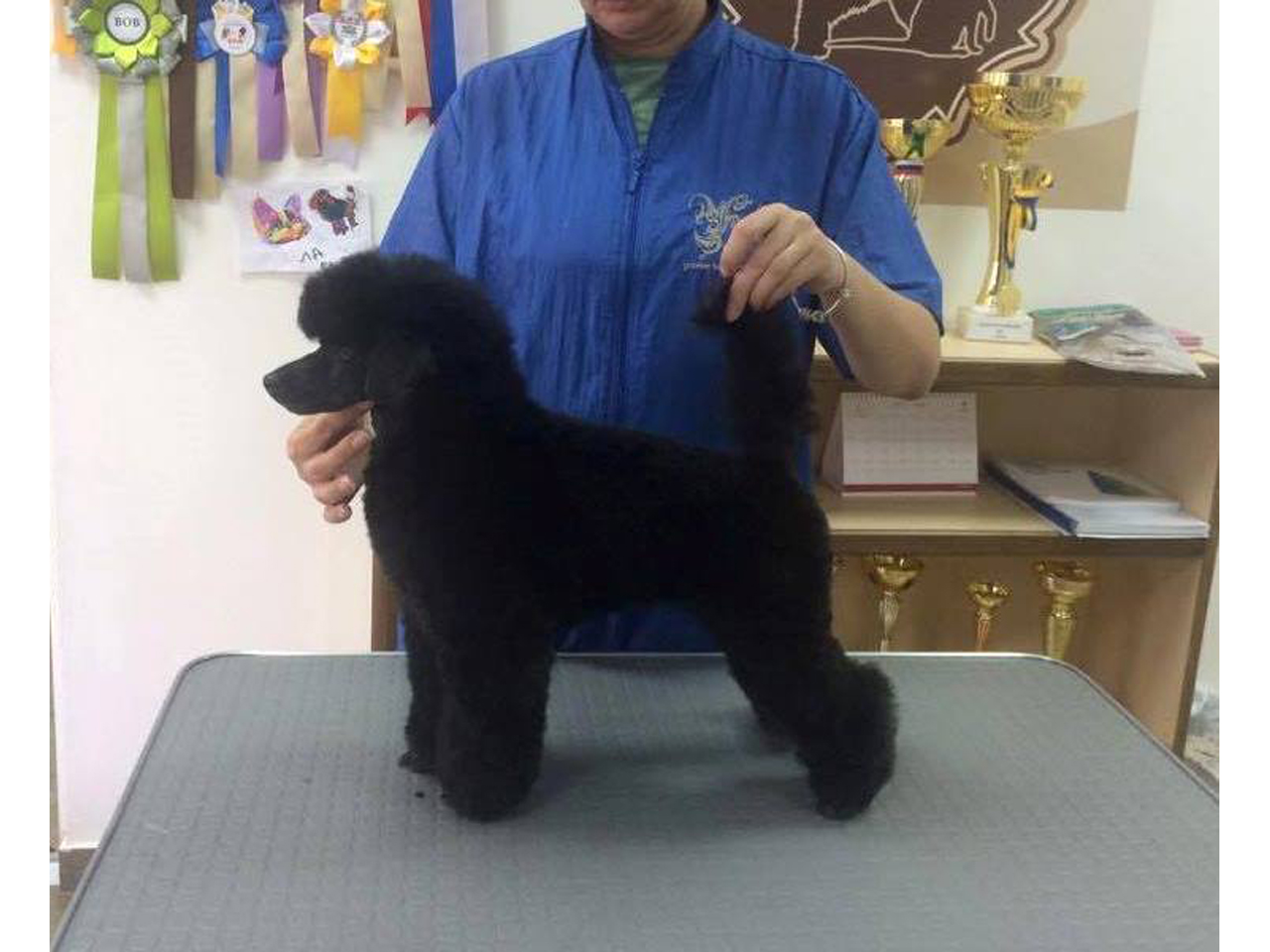 Photo 9 - 01 KUCA I MACA GROOMING SALON FOR DOGS AND CATS AND EDUCATION Pet salon, dog grooming Belgrade