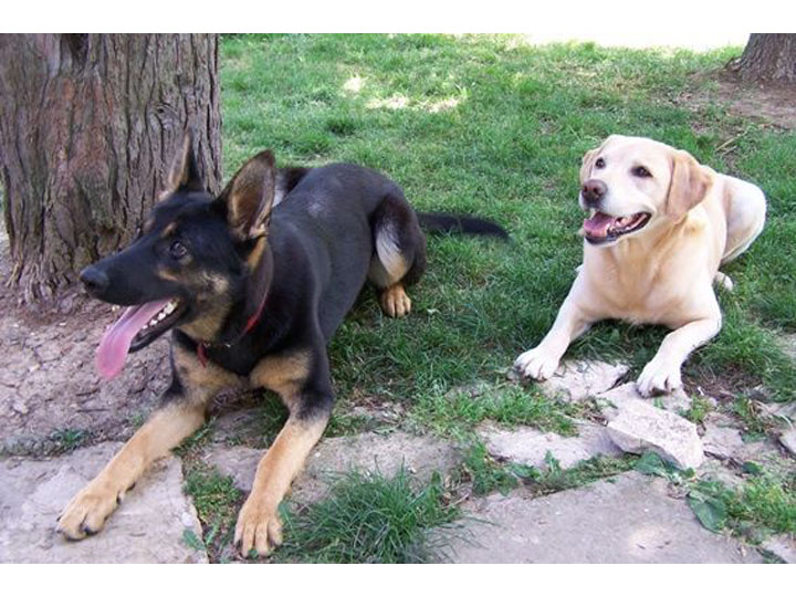 Slika 11 - PET SERVICE CHEZ TEJA (LITTLE BLACK DOG) Odgajivačnice pasa, pansioni za pse Beograd