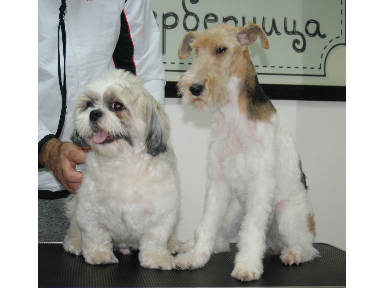 BERBERNICA ZA PSE Pet salon, dog grooming Belgrade - Photo 1