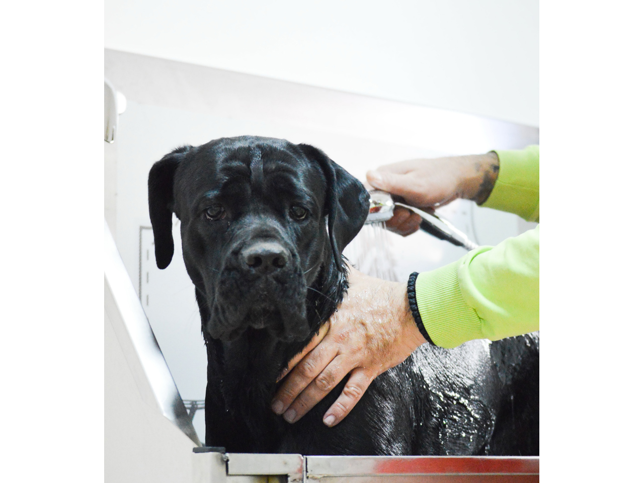 BERBERNICA ZA PSE Pet salon, dog grooming Belgrade - Photo 3