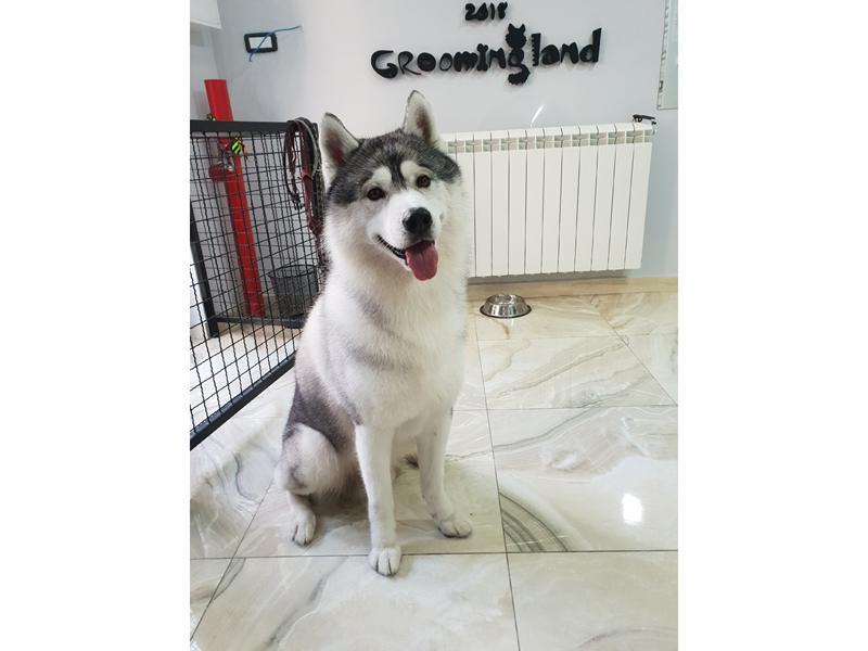 Photo 5 - GROOMINGLAND SALON Pet salon, dog grooming Belgrade