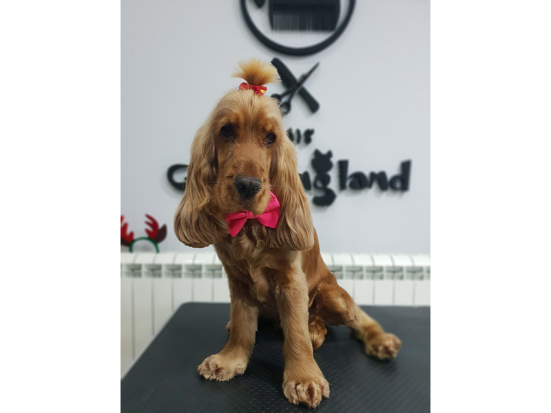 Photo 9 - GROOMINGLAND SALON Pet salon, dog grooming Belgrade