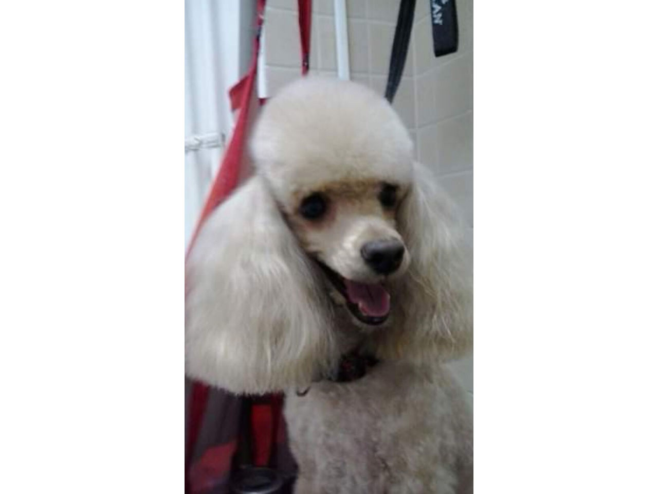 AVALA TEAM DOG AND CAT GROOMING Pet salon, dog grooming Beograd