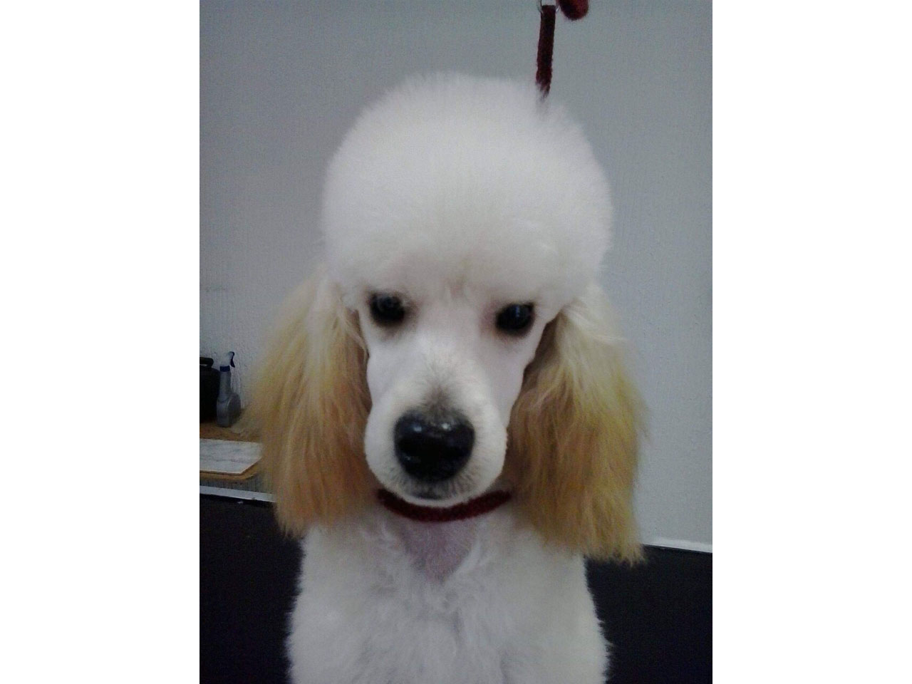AVALA TEAM DOG AND CAT GROOMING Pet salon, dog grooming Beograd