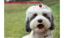 AVALA TEAM DOG AND CAT GROOMING Pet salon, dog grooming Belgrade
