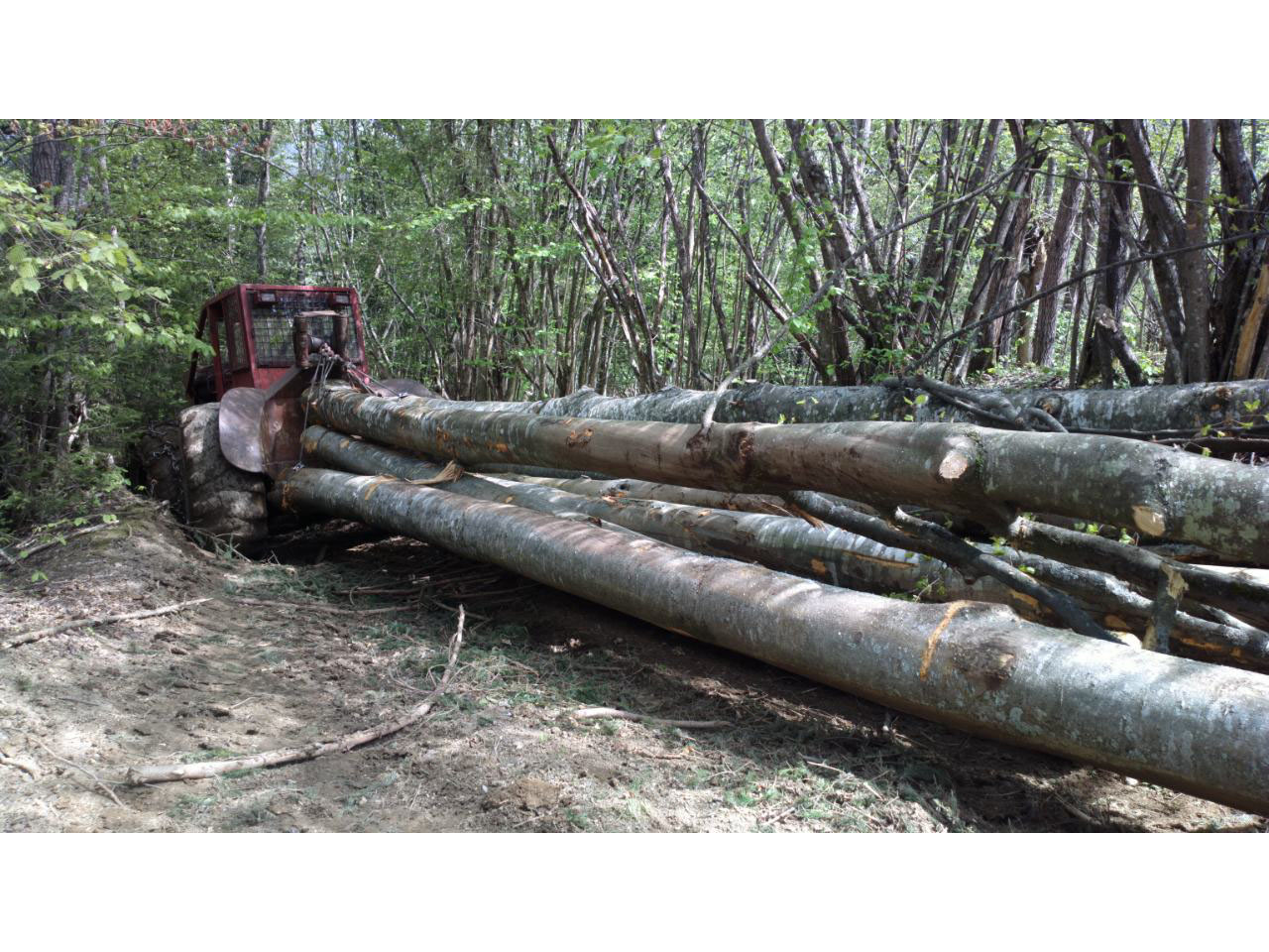 EKSPLOATACIJA ŠUMA FOREST 014 Drvna industrija Beograd - Slika 1