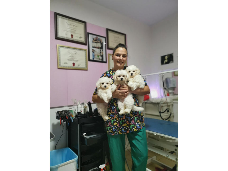 Photo 4 - PAWS & BUBBLES Pet salon, dog grooming Belgrade