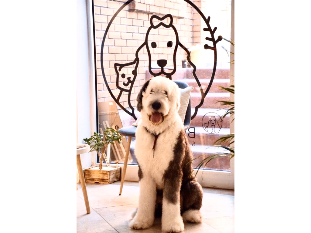 BIOGROOMERS SPA & CARE Pet salon, dog grooming Belgrade - Photo 10