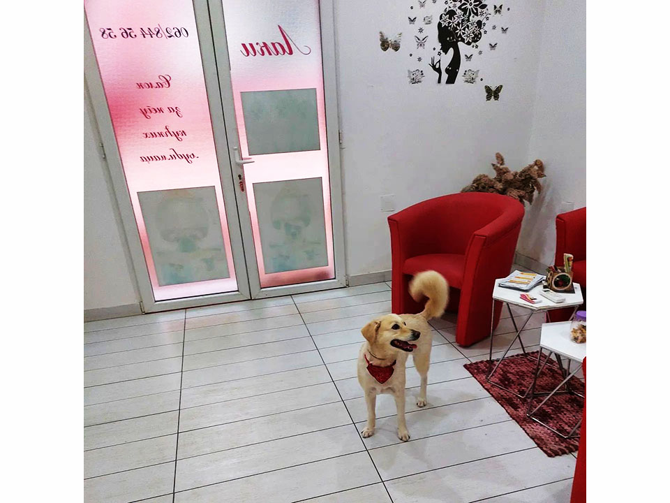 Photo 1 - DOG GROOMING STUDIO LAKI Pet salon, dog grooming Belgrade