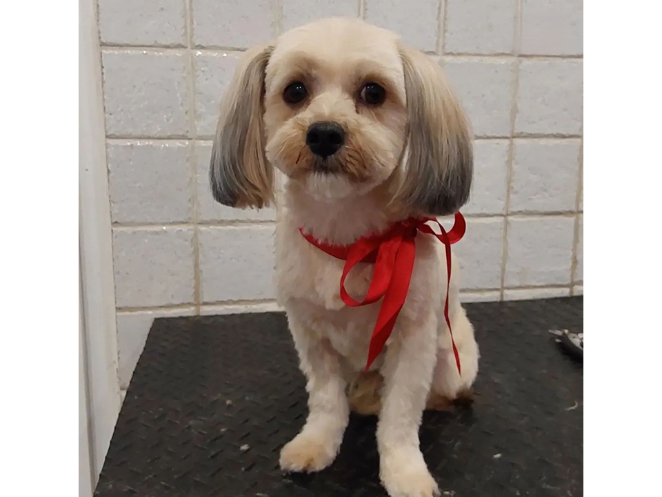 Photo 11 - DOG GROOMING STUDIO LAKI Pet salon, dog grooming Belgrade