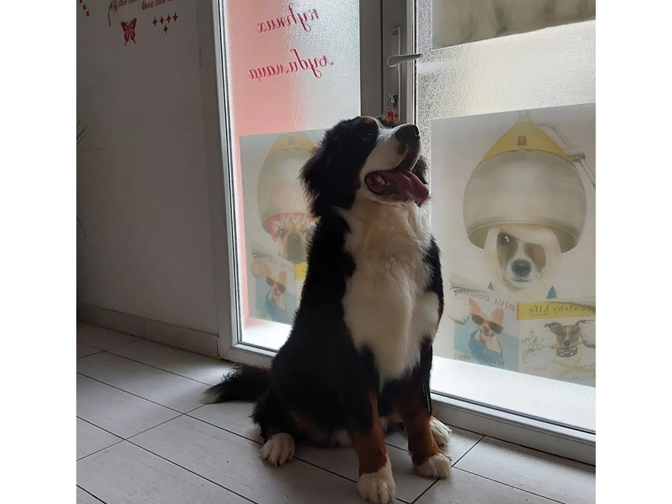 Photo 9 - DOG GROOMING STUDIO LAKI Pet salon, dog grooming Belgrade