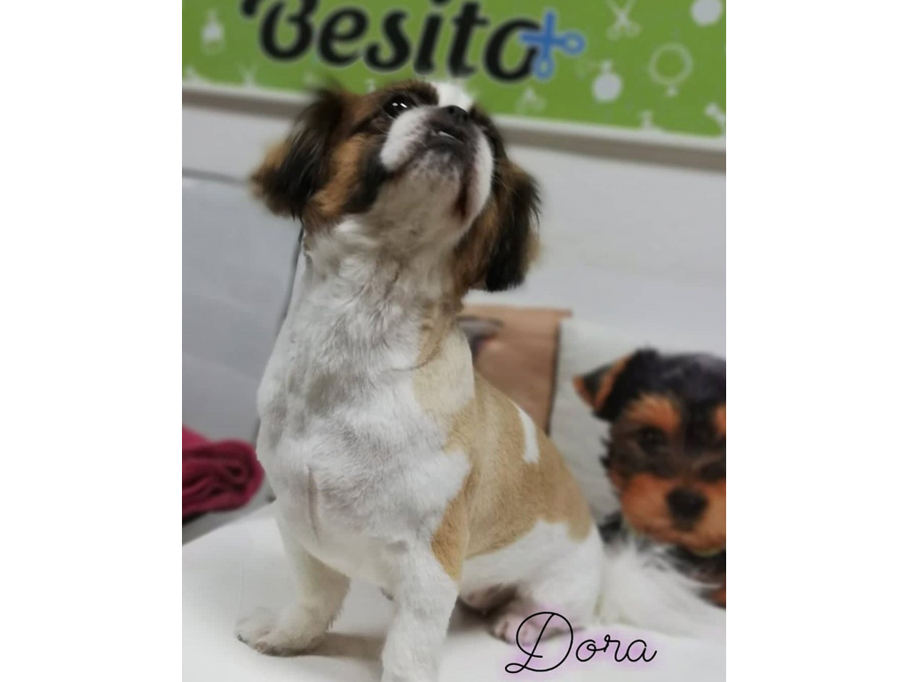 Photo 8 - BESITO GROOMING SALON Pet salon, dog grooming Belgrade